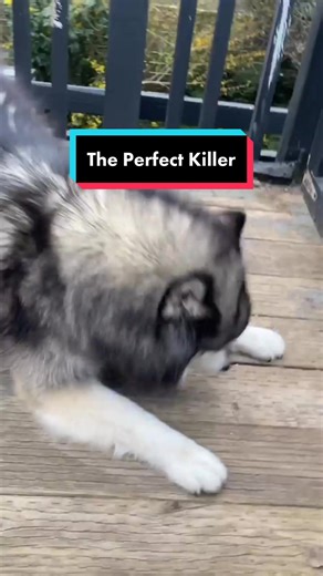 Majestic Siberian Husky: The Ultimate Hunter