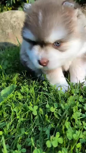 31 reactions | #Pomsky Puppies available for adoption! ❄️ 8-10...