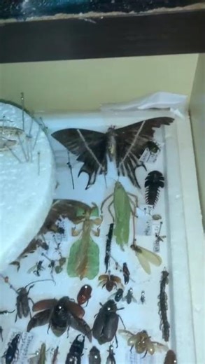 Bug insect collection (trailer).