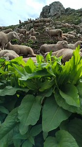 Charming sheep | Beautiful mountain path