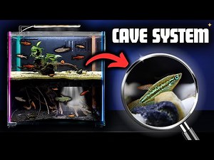 I Built a Cave Aquarium with a Hidden Tunnel