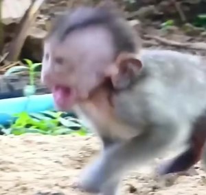 110K views · 1.8K reactions | Baby Monkey in Pain After Ant Bites ➡️ Click Here : https://animalhomepet.com/archives/618 | Entertainment | Facebook