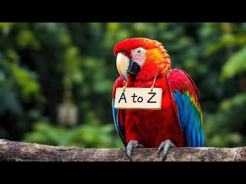 Guess the Bird Sound Game 🦜 | Interactive A-Z Quiz | Kindergarten Prep #abcd