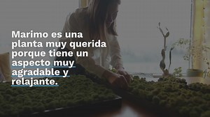 Todo el mundo está loco por esta alga oriental: así es como se cultiva Marimo