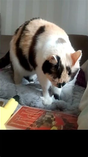 Антистресс в действии. Записывайтесь на сеанс 🐾Therapy session in progress. Please do not disturb🐾