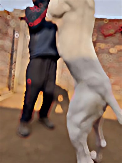 The Majestic Dogo Argentino: Strength and Beauty