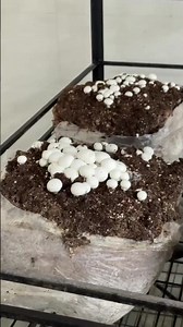 fresh button mushroom