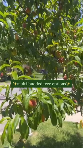 🌳 Maximize Your Backyard Space with the Ultimate Solution! 🌳 Don't let limited land or tight space stop you from enjoying fresh, home-grown fruit! Struggling to fit multiple fruit trees in your residential backyard? 🍎🍒🍑 We have the perfect answer: The multi-budded trees! Another solution this tree offers - Can't decide on one variety? Try our unique "Fruit Salad" Trees 🤯 Use the link below to shop all options. https://www.davewilson.com/home-garden/getting-started/about-multi-bud-fruit-tre