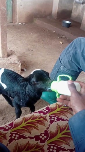 when you have to mother a goat #remix #music #sound #edm #goatface #goated #goatday