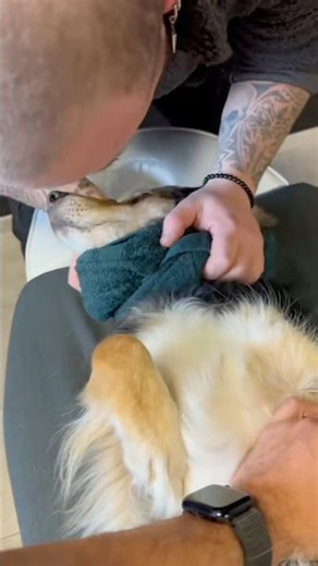 Man Wrapped Towel Around Dog’s Neck To Fix Their Pain.