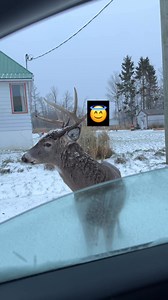 184K views · 3.6K reactions | This buck came very close to my car window. What do you think, guys — what does he want in this snow?” #deerseason #deer | Nature_with_guri | Facebook