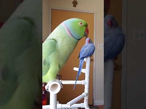 Indian Ringneck parrot talking