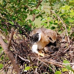 12K views · 1.1K reactions | Baby kite bird open his wing to rela | Review All Birds | Facebook