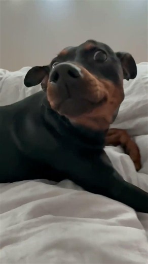 What does the dog say