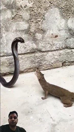 Cobra vs Mongoose | Real Fight Video 😱 |Who Wins? 😳 | saap vs nevla | Kaun jeetega | #shorts #snake