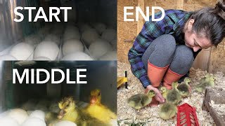 Watching a Gosling Hatch Is Pure Farm Magic