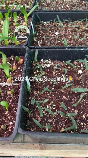 Clivia Miniata vs Clivia Nobilis Seedling Comparison