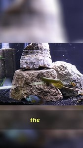 #fishtank #fishkeeping #aquarium | Prime Time Aquatics