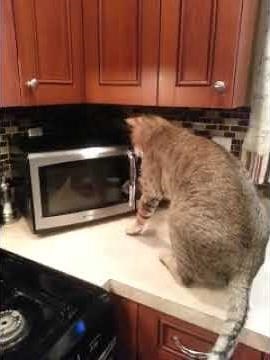 This cat opens microwave to steal food!