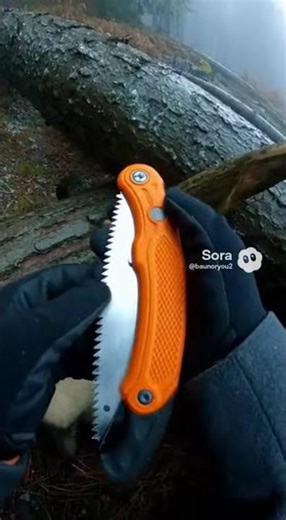 Two Wolves Led Me Into the Mountains… Then I Saw Why