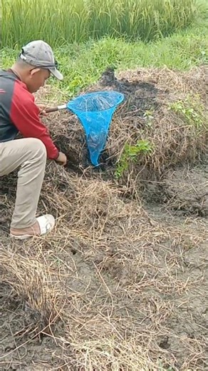 Wow... The discovery of a flock of wild quails😲 #videoshort #videoviral #animalsvideo