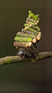 Bagworm Caterpillar 🐛 This Bug is a GENIUS! It doesn’t just survive — it BUILDS its own fortress. Made from twigs, leaves, and even spider webs. A tiny architect with skills that will blow your mind. #animals #bagworm #insects #survivalgenius #naturewonders #wildlife #shortvideo | 1 Minute Animals