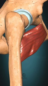 Pectineus muscle Action : Hip Adduction | PhysioFixers