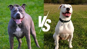 Pit Bull vs. Pitbull: Is There REALLY a Difference? - Smart.DHgate – Trusted Buying Guides for Global Shoppers