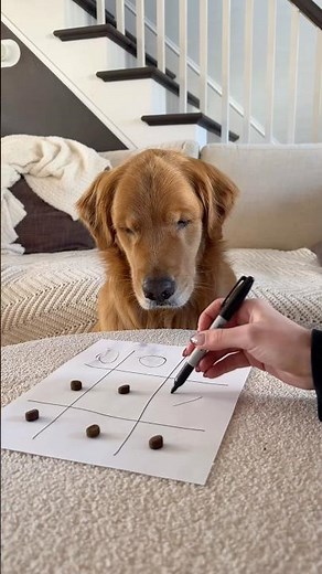 Golden Retriever learns Tic-Tac-Toe ( Part 2)