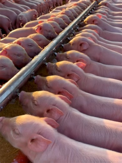 5,000 Baby Piglets Drinking from Nipple Feeders — Cute Farm Feeding Time
