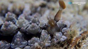 This is the first time we observe this Nudibranch, for identification its probably Dendrodoris carbunculosa . Filmed at Sabang ( Puerto Galera , Philippines ). | OceanVizion