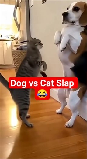 Cat’s Comedy Showdown: The Paw-Slapping Surprise! #catvideos #shortviral