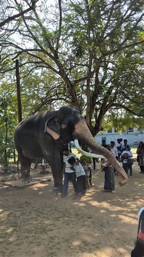 Only in Sri Lanka, Fun with a Tasker Elephant, Katharagama