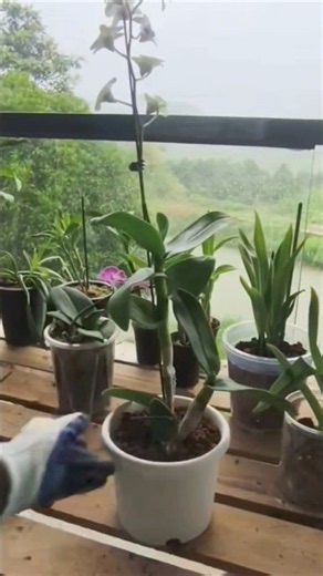 Very best teaching tips how to repotting orchid plants useful tutorial ideas🌱🪨🌱