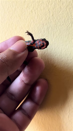 Fire Belly Newt Care and Fascinating Facts