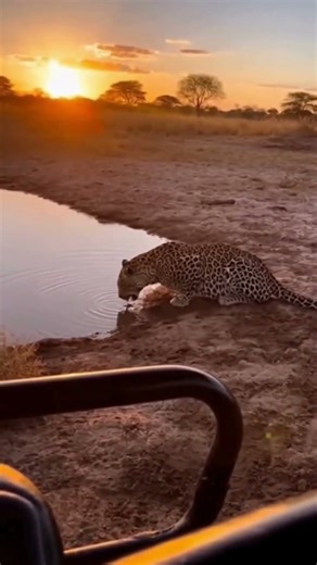Caught on POV Crocodile SNATCHES Leopard In Brutal Water Ambush! 🚨🤯 #ClashOfPredators
