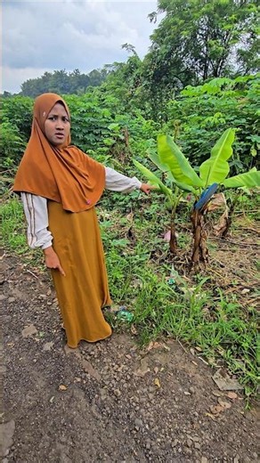 banana tree fruit sandalwood