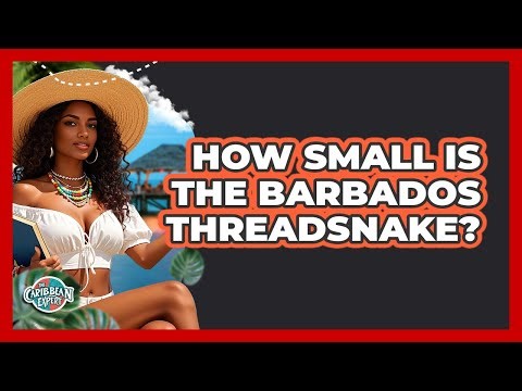 How Small Is The Barbados Threadsnake?