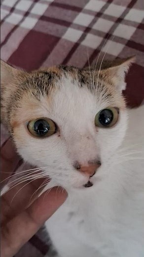 Anesthesia For Cat Spaying