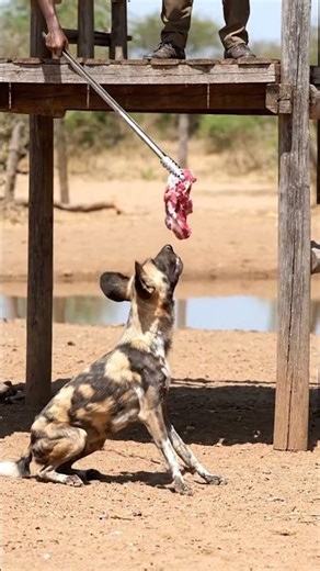 Incredible Human-Wildlife Interactions