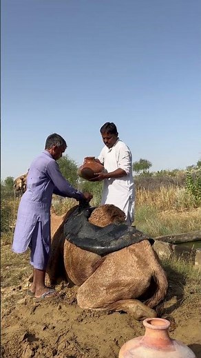 غضب الجمل عند وضع جرة الماء خلفه