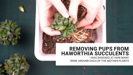 How I Scored 50 Healthy Haworthia for Just $16
