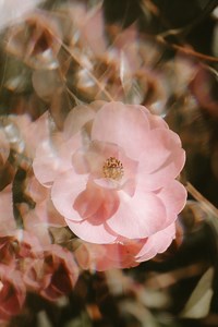 I migliori profumi naturali e sostenibili da conoscere e provare ora