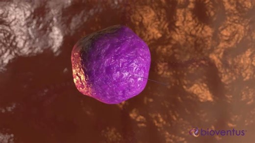 EXOGEN Mechanism of Action | Allie Tokarczyk BSN, RN