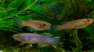 To Get Effective Gardneri Killifish Breeding: Which Methods?