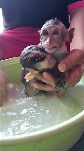 monkey bath routine #bathing