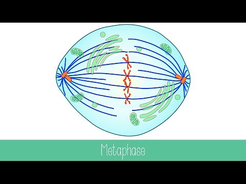 Mitosis and Cytokinesis
