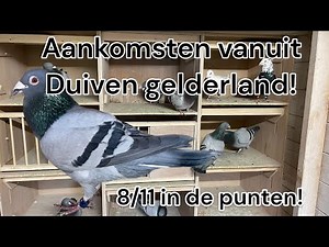Thuiskomsten Duiven GE | 8 van de 11 in de punten! | Postduiven |