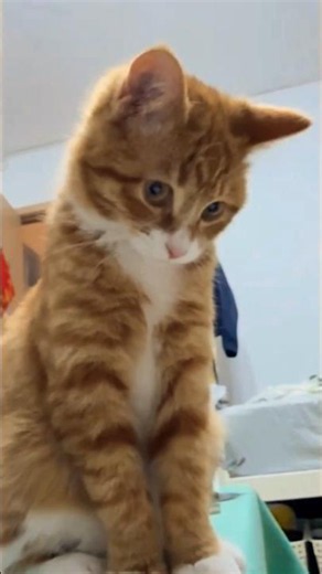 Why does your cat follow the red dot like this? 🔴#cats #catlife #catreels #usa #catusa #trending