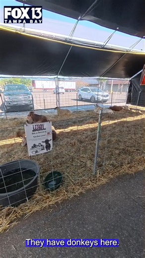 WHO WANTS TO GO TO THE PETTING ZOO? FOX 13’s Jennifer Epstein checks out all the animals at Gallaghers Pumpkins and Christmas Trees. | FOX 13 News - Tampa Bay